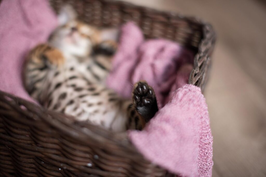 cute bengal kitten sleeps wicker basket its back with its paws up 213603 812 cute bengal kitten sleeps wicker basket its back with its paws up 213603 812