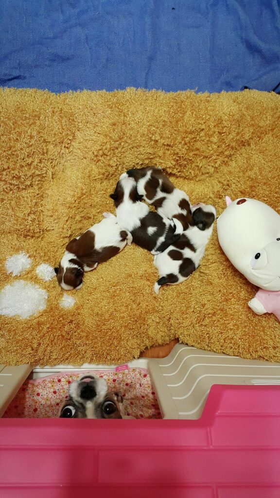 high angle view puppies 1612164 1070 high angle view puppies 1612164 1070